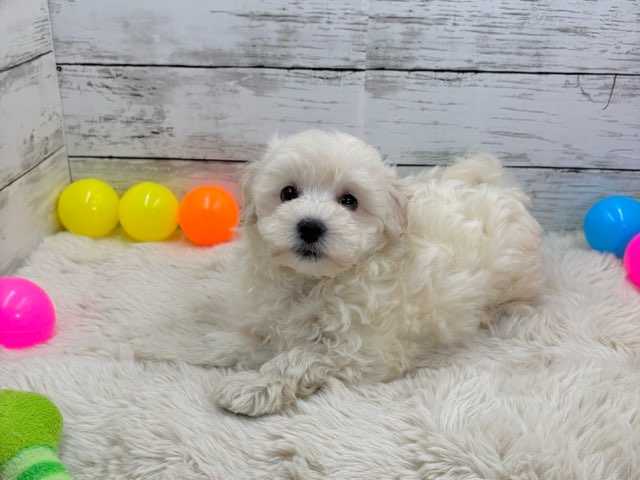 新潟県のハーフ犬・ミックス犬 (かねだいペットトライアル魚沼/2025年4月24日生まれ/女の子/アプリコット)の子犬の4枚目の画像