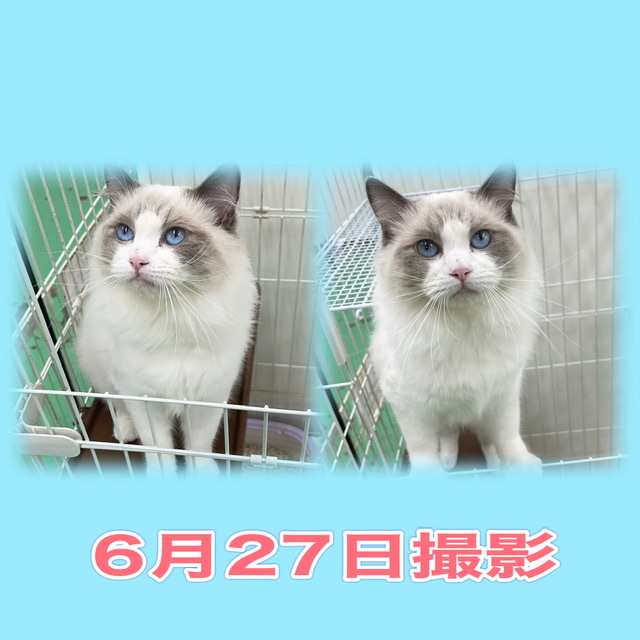 埼玉県のラグドール (かねだい桶川店/2024年11月13日生まれ/男の子/シールポイントバイカラー)の子猫の3枚目の画像