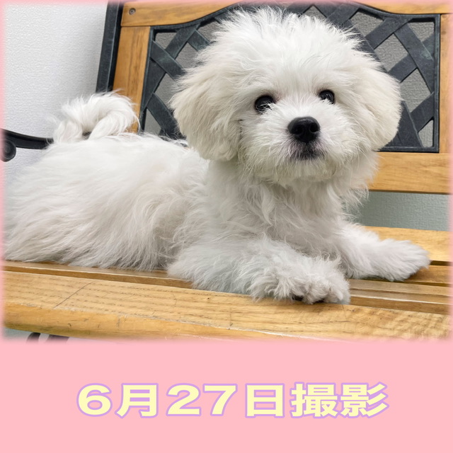 埼玉県のハーフ犬・ミックス犬 (かねだい桶川店/2025年2月7日生まれ/女の子/その他色)の子犬の3枚目の画像