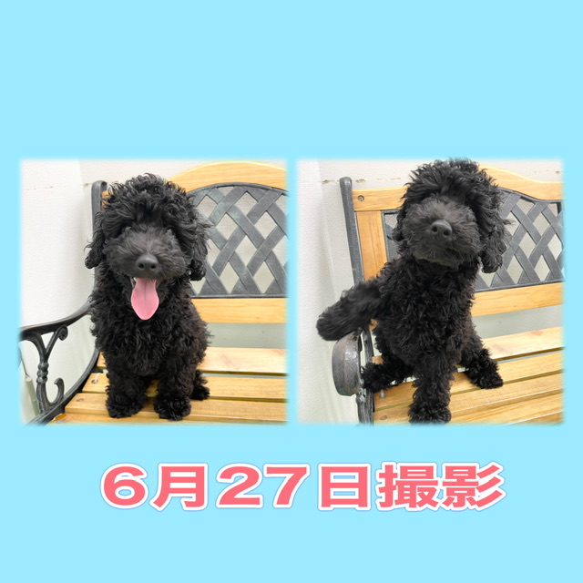 埼玉県のトイプードル(トイ) (かねだい桶川店/2025年3月5日生まれ/男の子/ブラック)の子犬の3枚目の画像