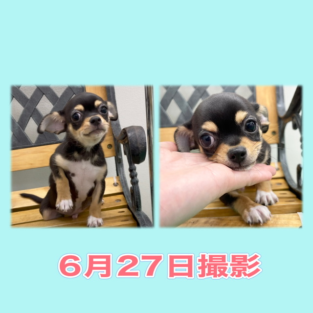 埼玉県のチワワ(ロング) (かねだい桶川店/2025年3月14日生まれ/男の子/ブラックタンホワイト)の子犬の3枚目の画像