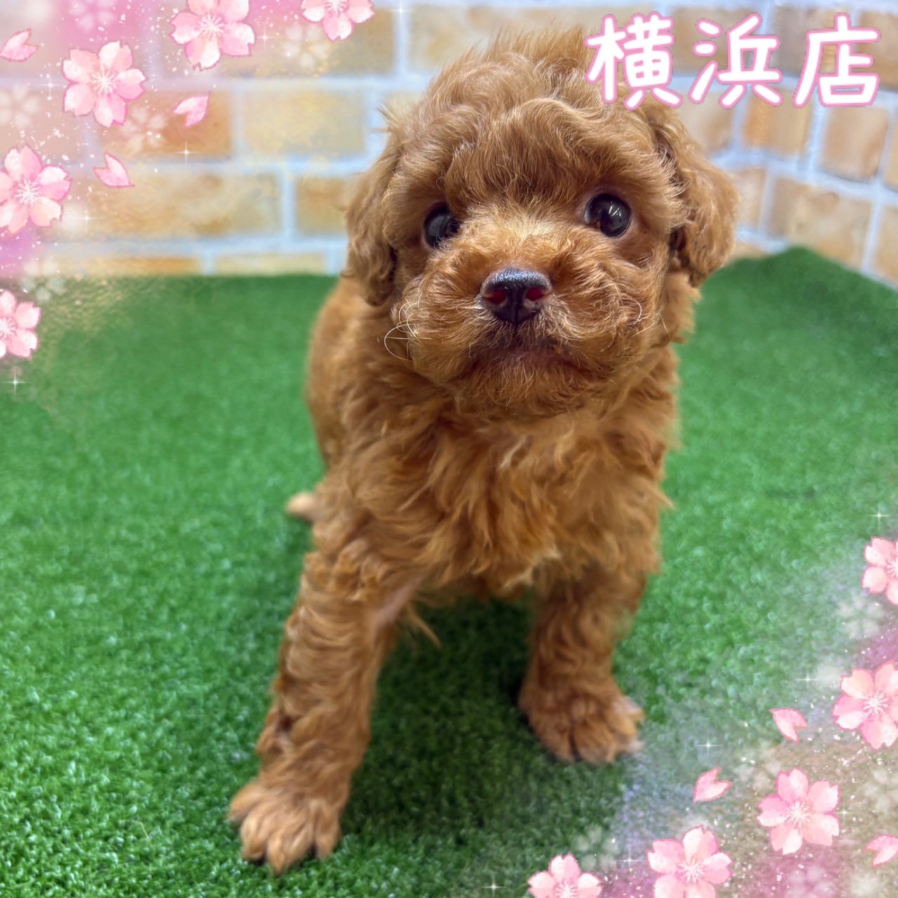 神奈川県のトイプードル(トイ) (かねだい横浜店/2025年4月19日生まれ/女の子/レッド)の子犬の1枚目の画像