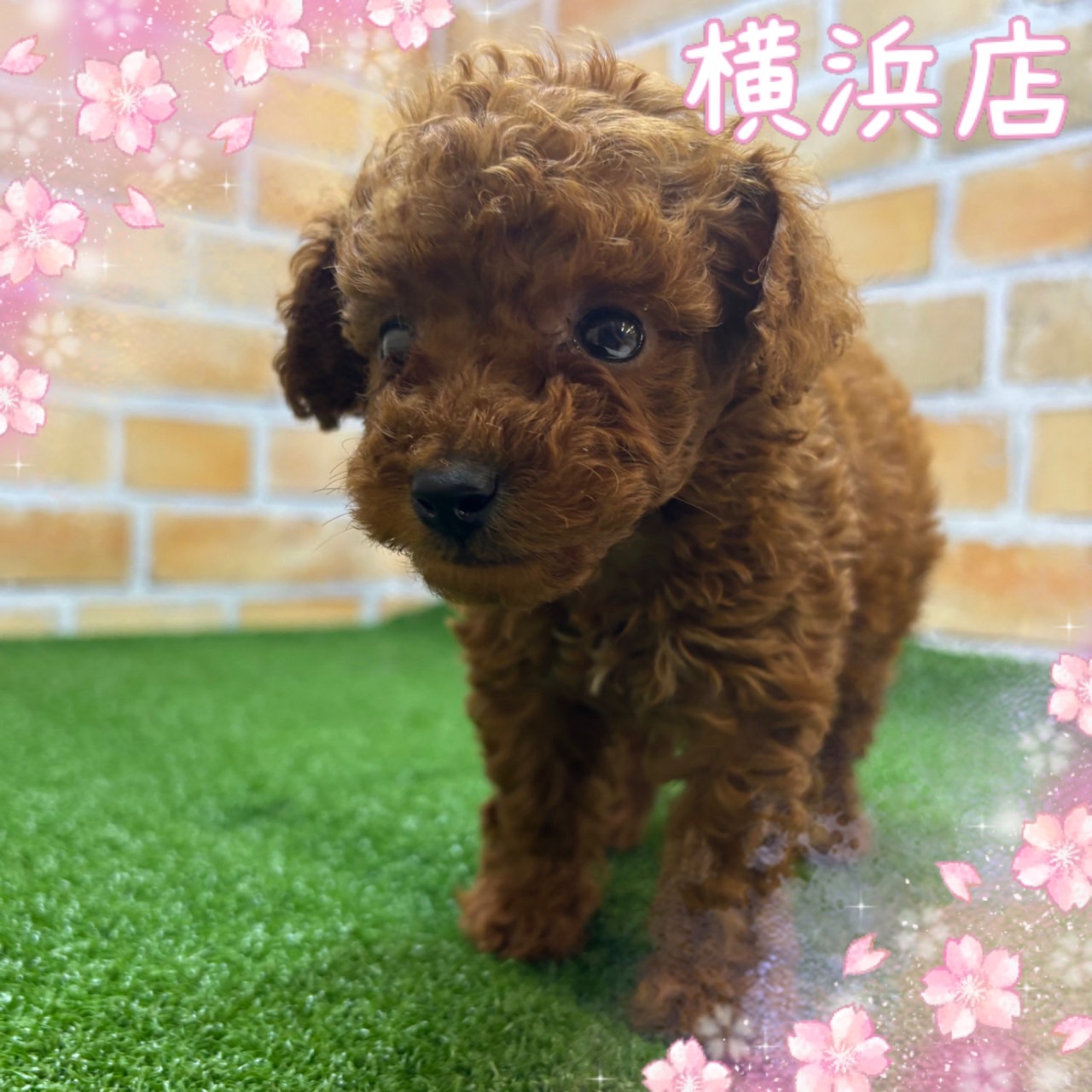 神奈川県のトイプードル(トイ) (かねだい横浜店/2025年4月19日生まれ/男の子/レッド)の子犬の1枚目の画像