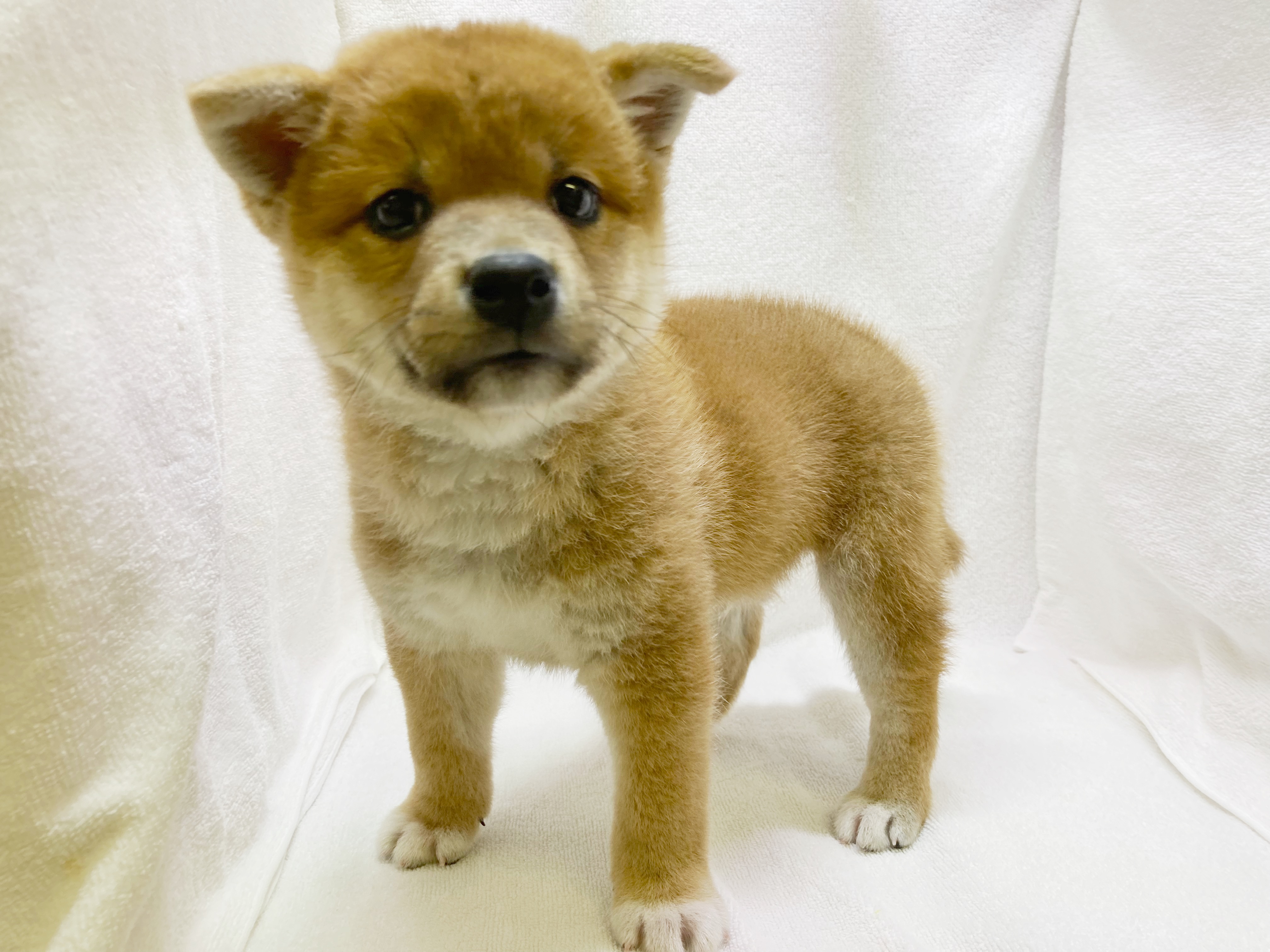 価格の安い柴犬 株式会社かねだい 価格の安い柴犬 株式会社かねだい