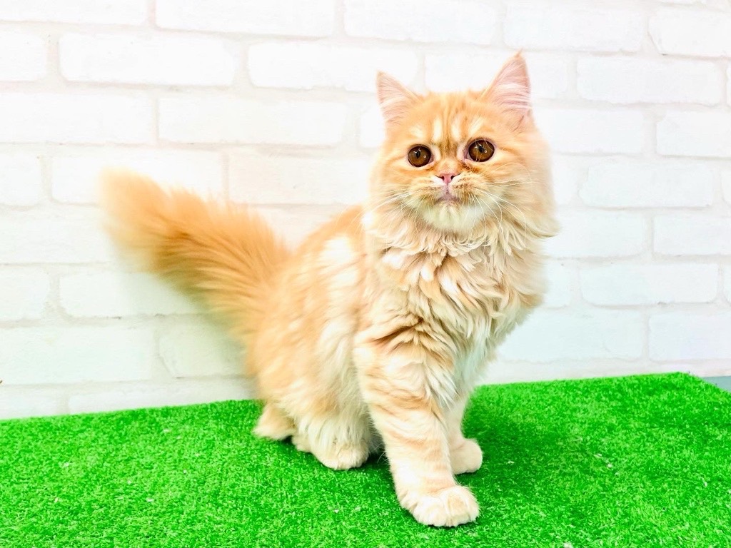 東京都のマンチカン (かねだい立川店/2025年2月16日生まれ/女の子/クリームタビー)の子猫の2枚目の画像
