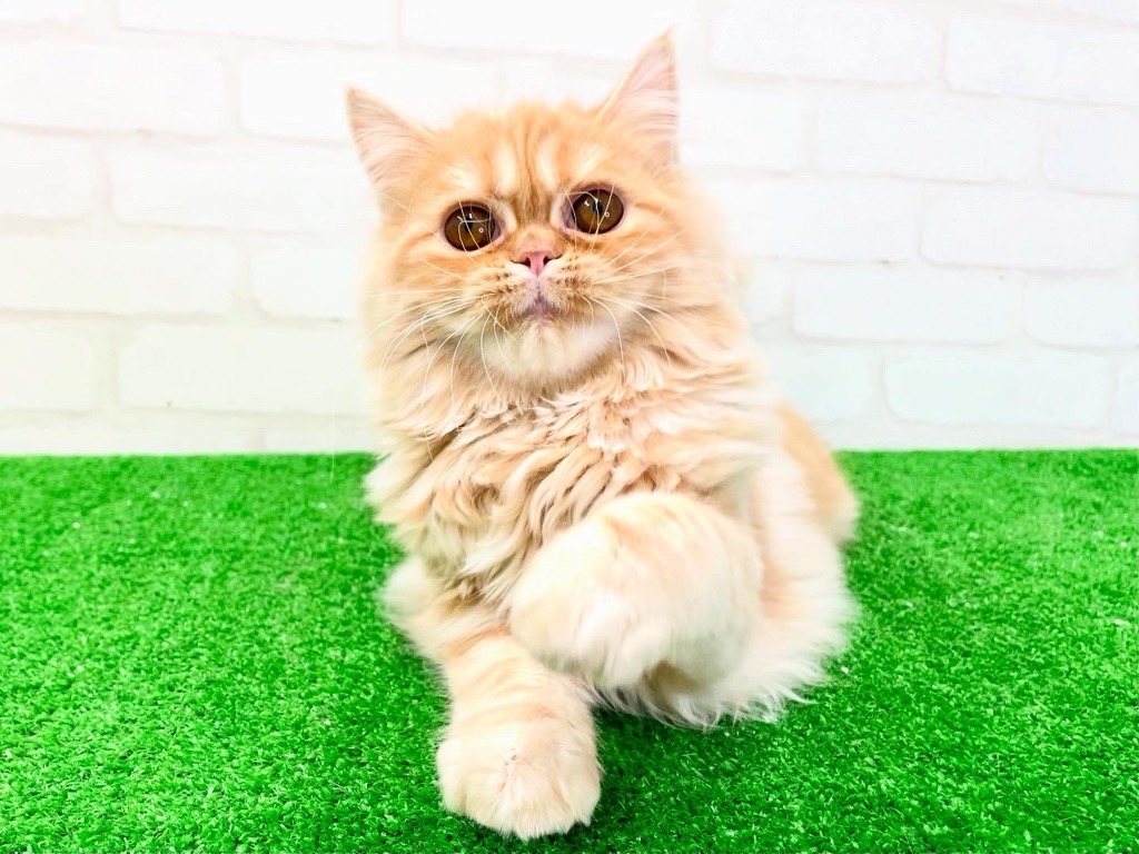 東京都のマンチカン (かねだい立川店/2025年2月16日生まれ/女の子/クリームタビー)の子猫の4枚目の画像