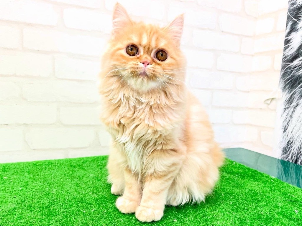 東京都のマンチカン (かねだい立川店/2025年2月16日生まれ/女の子/クリームタビー)の子猫の1枚目の画像