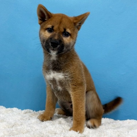 千葉県の柴犬(標準サイズ) (かねだい四街道店/2025年4月5日生まれ/男の子/赤)の子犬の1枚目の画像