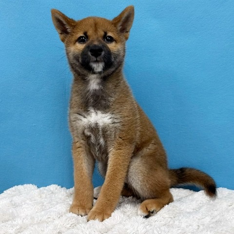 千葉県の柴犬(標準サイズ) (かねだい四街道店/2025年4月5日生まれ/男の子/赤)の子犬の2枚目の画像