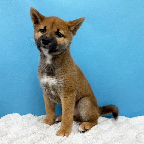 千葉県の柴犬(標準サイズ) (かねだい四街道店/2025年4月5日生まれ/男の子/赤)の子犬の3枚目の画像