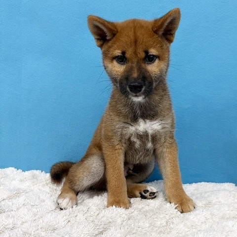 千葉県の柴犬(標準サイズ) (かねだい四街道店/2025年4月5日生まれ/男の子/赤)の子犬の4枚目の画像