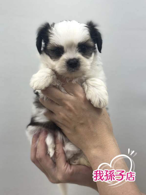 千葉県のハーフ犬・ミックス犬 (かねだい我孫子店/2025年4月25日生まれ/女の子/ホワイトレッド)の子犬