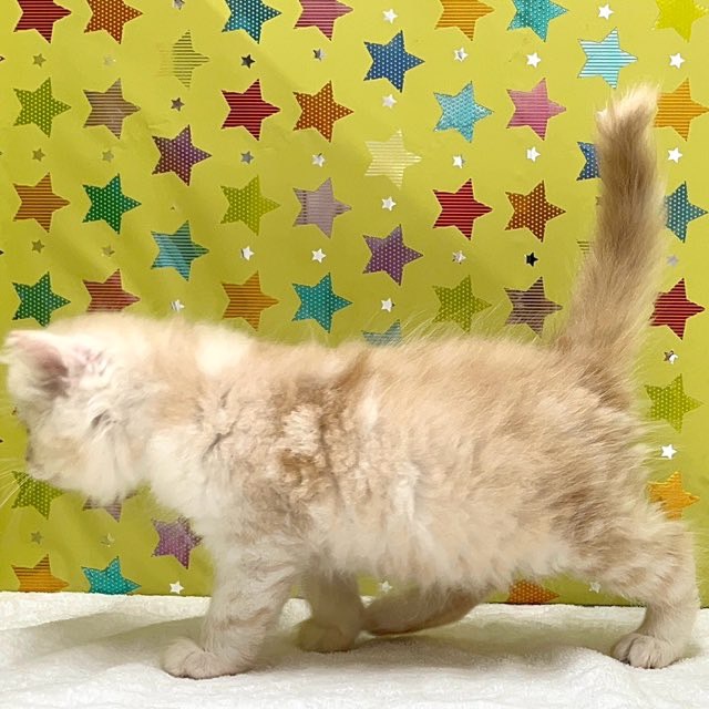 東京都のハーフ猫・ミックス猫 (かねだい足立店/2025年5月1日生まれ/男の子/クリームタビー)の子猫の2枚目の画像