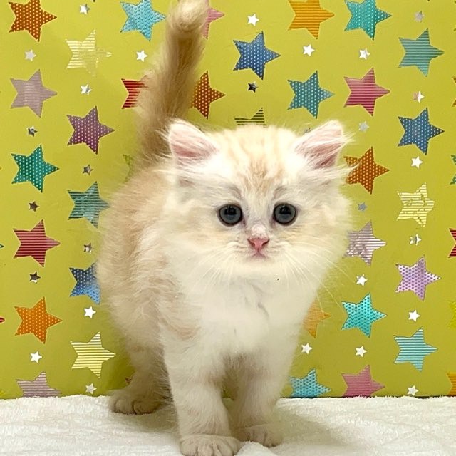 東京都のハーフ猫・ミックス猫 (かねだい足立店/2025年5月1日生まれ/男の子/クリームタビー)の子猫の1枚目の画像