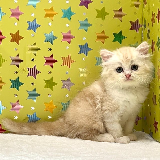 東京都のハーフ猫・ミックス猫 (かねだい足立店/2025年5月1日生まれ/男の子/クリームタビー)の子猫の3枚目の画像