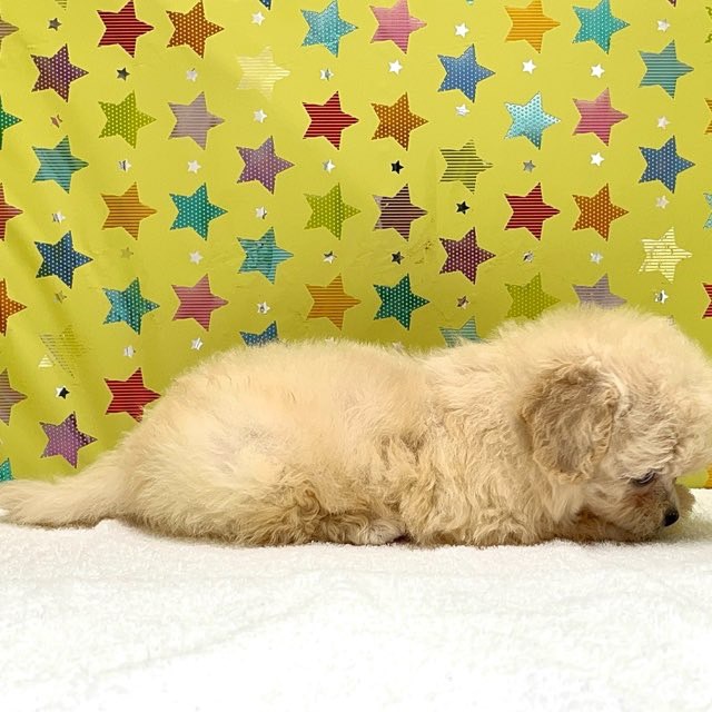 東京都のハーフ犬・ミックス犬 (かねだい足立店/2025年5月3日生まれ/女の子/クリーム)の子犬の3枚目の画像