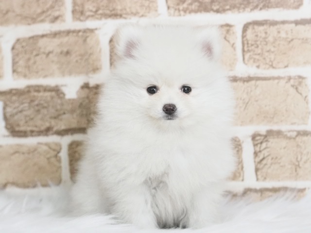 埼玉県のポメラニアン (かねだい戸田店/2025年4月28日生まれ/男の子/クリーム)の子犬