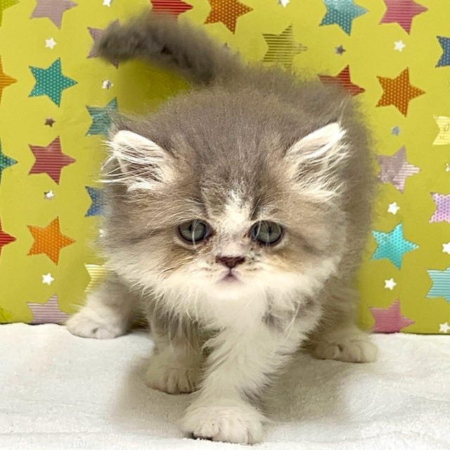 東京都のラガマフィン (かねだい足立店/2025年4月28日生まれ/男の子/ブルータビーホワイト)の子猫の1枚目の画像