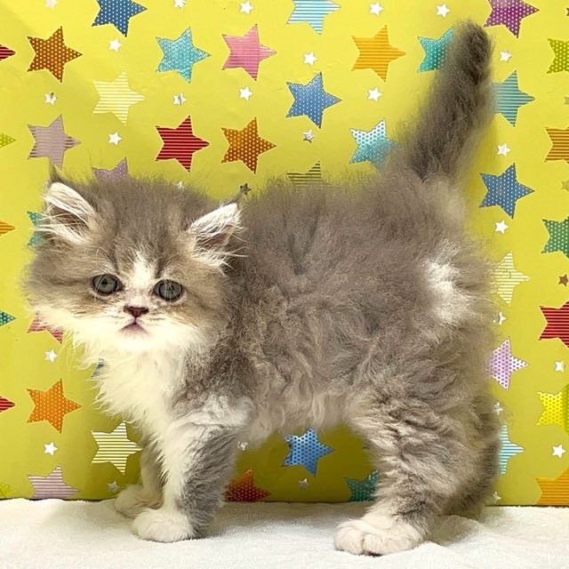東京都のラガマフィン (かねだい足立店/2025年4月28日生まれ/男の子/ブルータビーホワイト)の子猫の2枚目の画像