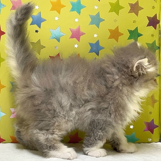 東京都のラガマフィン (かねだい足立店/2025年4月28日生まれ/男の子/ブルータビーホワイト)の子猫の3枚目の画像