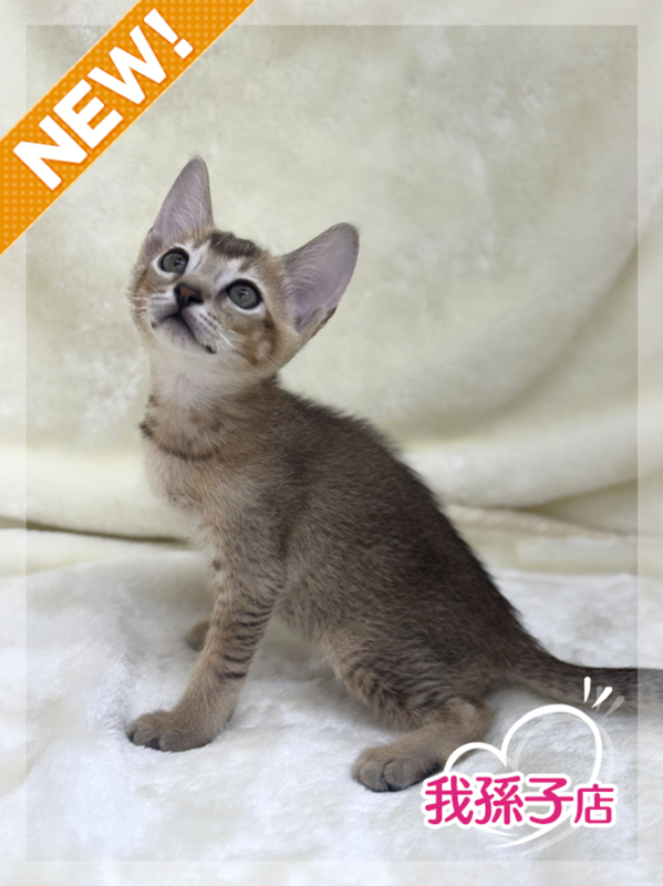 千葉県のハーフ猫・ミックス猫 (かねだい我孫子店/2025年4月26日生まれ/男の子/ルディ)の子猫の1枚目の画像