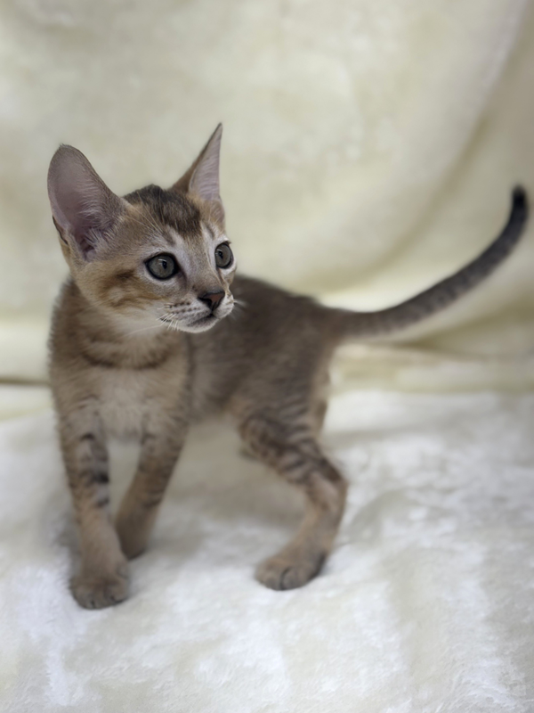 千葉県のハーフ猫・ミックス猫 (かねだい我孫子店/2025年4月26日生まれ/男の子/ルディ)の子猫の2枚目の画像