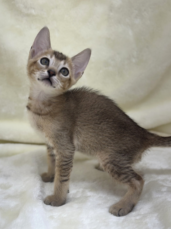 千葉県のハーフ猫・ミックス猫 (かねだい我孫子店/2025年4月26日生まれ/男の子/ルディ)の子猫の4枚目の画像