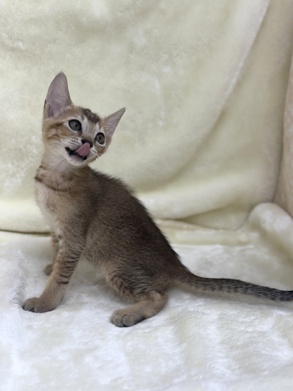 千葉県のハーフ猫・ミックス猫 (かねだい我孫子店/2025年4月26日生まれ/男の子/ルディ)の子猫の3枚目の画像