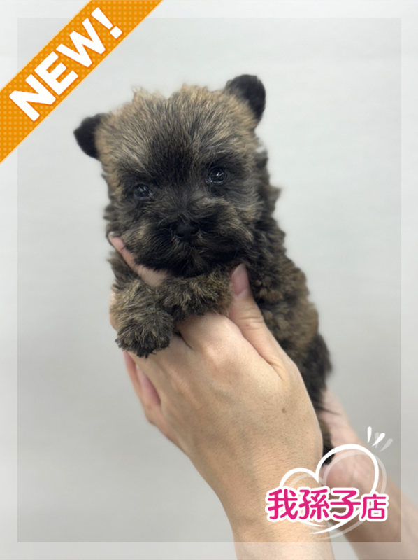 千葉県のハーフ犬・ミックス犬 (かねだい我孫子店/2025年5月4日生まれ/女の子/その他色)の子犬