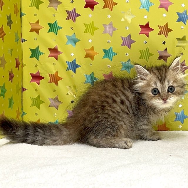 東京都のサイベリアン (かねだい足立店/2025年5月1日生まれ/女の子/ブラウンタビーホワイト)の子猫の2枚目の画像