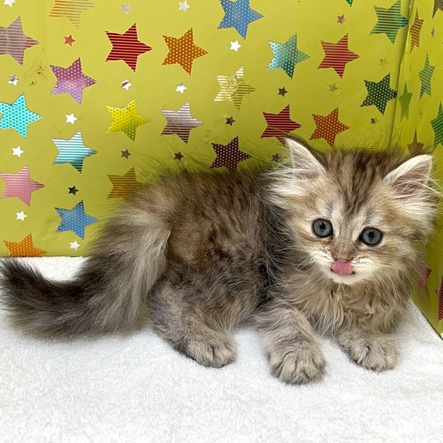 東京都のサイベリアン (かねだい足立店/2025年5月1日生まれ/女の子/ブラウンタビーホワイト)の子猫の1枚目の画像