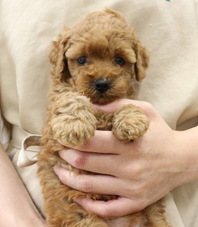 神奈川県のトイプードル(トイ) (かねだい伊勢原店/2025年5月4日生まれ/女の子/レッド)の子犬