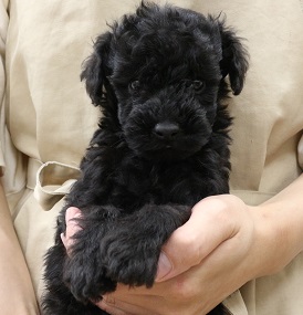神奈川県のトイプードル(トイ) (かねだい伊勢原店/2025年5月4日生まれ/女の子/レッド)の子犬