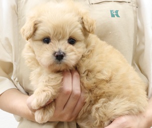 神奈川県のハーフ犬・ミックス犬 (かねだい伊勢原店/2025年5月3日生まれ/女の子/クリーム)の子犬