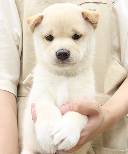 神奈川県の豆柴 (かねだい伊勢原店/2025年5月3日生まれ/男の子/白)の子犬