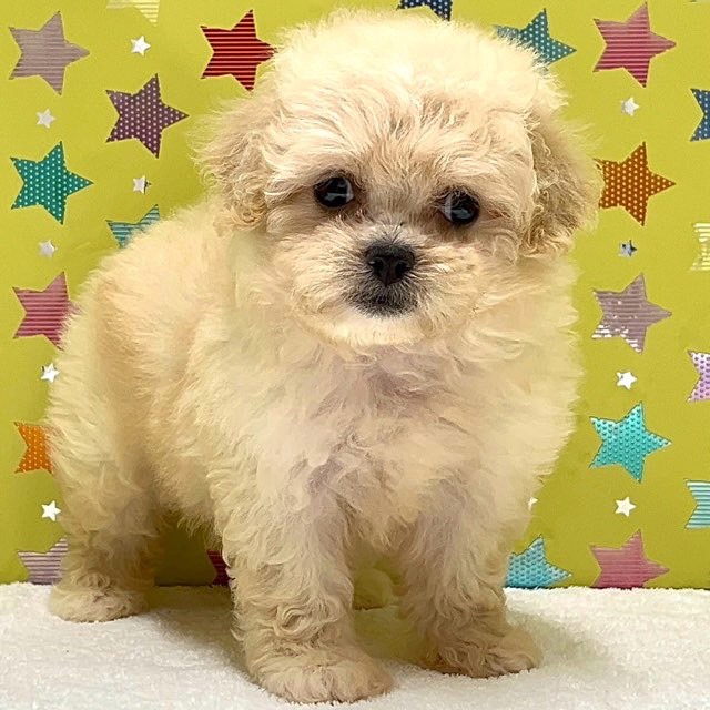 東京都のハーフ犬・ミックス犬 (かねだい足立店/2025年5月3日生まれ/女の子/クリーム)の子犬の1枚目の画像