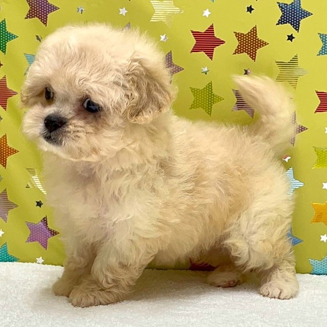 東京都のハーフ犬・ミックス犬 (かねだい足立店/2025年5月3日生まれ/女の子/クリーム)の子犬の2枚目の画像