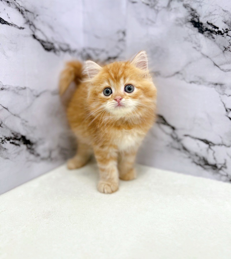 神奈川県のハーフ猫・ミックス猫 (かねだい東戸塚店/2025年5月1日生まれ/男の子/レッドタビー)の子猫の1枚目の画像