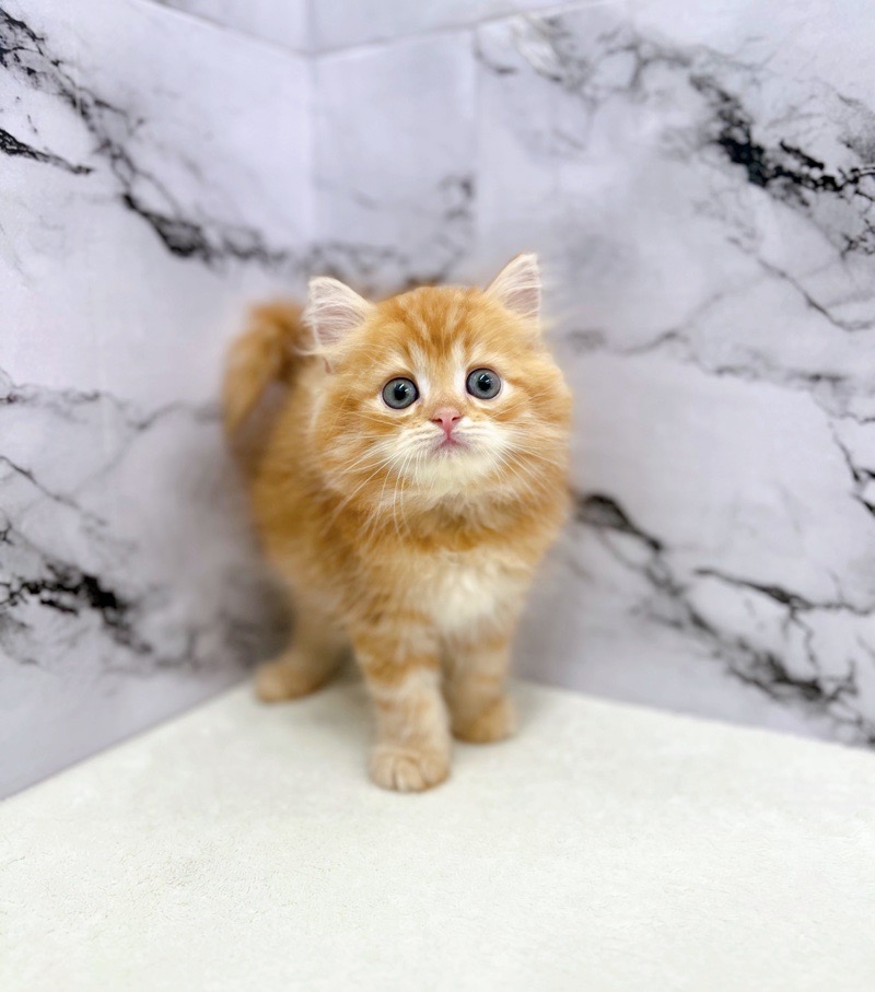 神奈川県のハーフ猫・ミックス猫 (かねだい東戸塚店/2025年5月1日生まれ/男の子/レッドタビー)の子猫の2枚目の画像