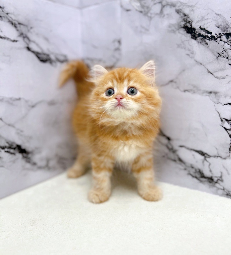 神奈川県のハーフ猫・ミックス猫 (かねだい東戸塚店/2025年5月1日生まれ/男の子/レッドタビー)の子猫の3枚目の画像