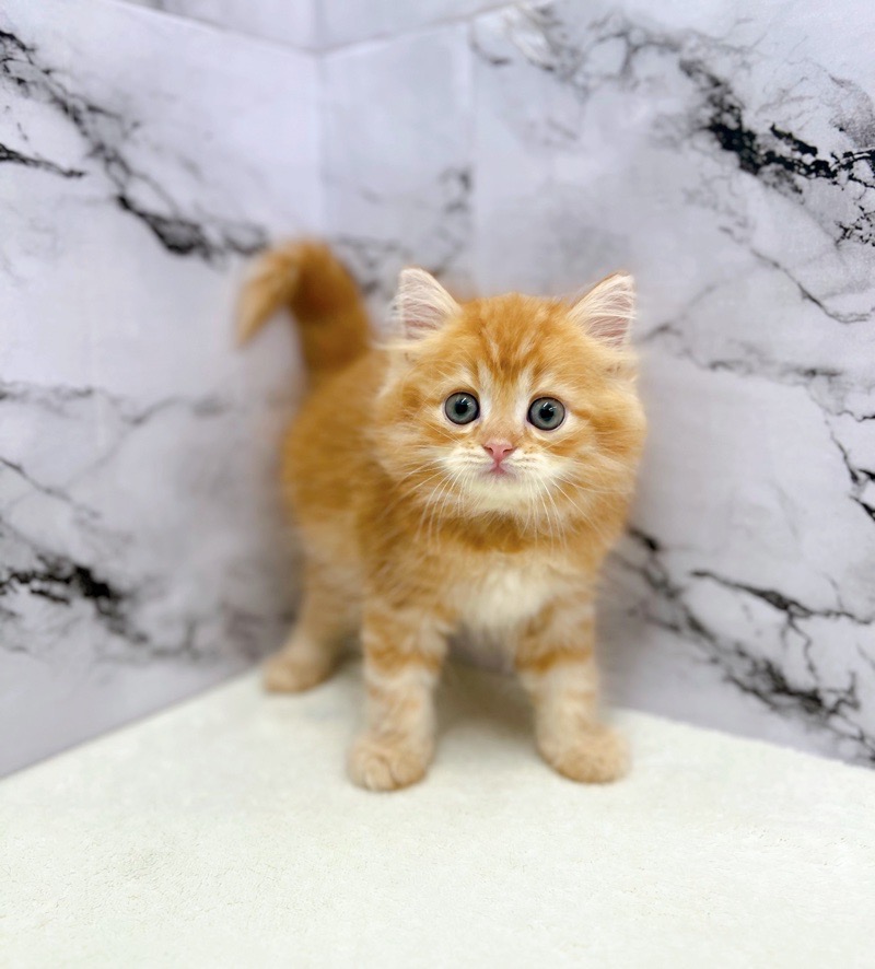 神奈川県のハーフ猫・ミックス猫 (かねだい東戸塚店/2025年5月1日生まれ/男の子/レッドタビー)の子猫の4枚目の画像