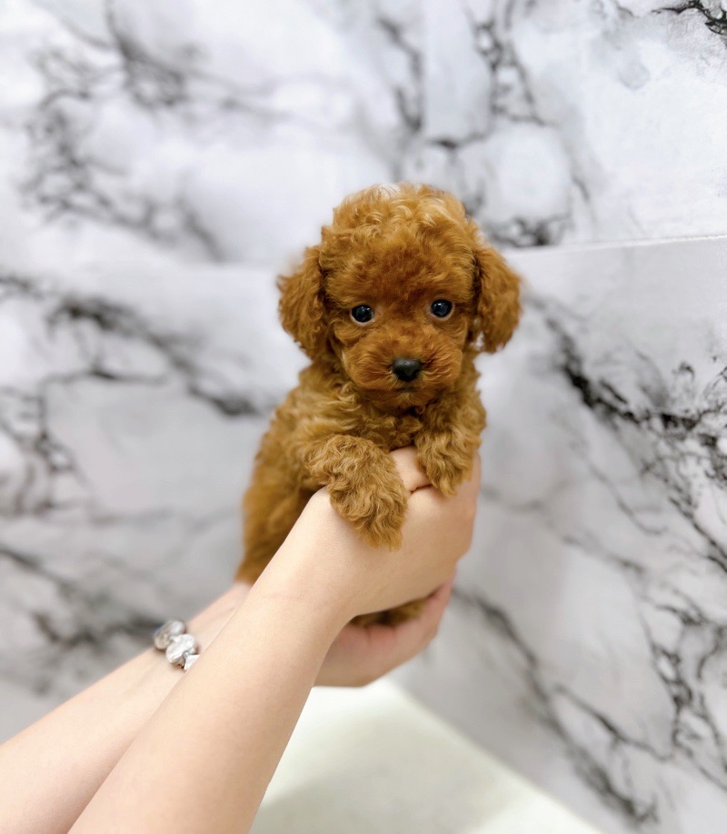 神奈川県のトイプードル(トイ) (かねだい東戸塚店/2025年4月29日生まれ/女の子/レッド)の子犬の1枚目の画像