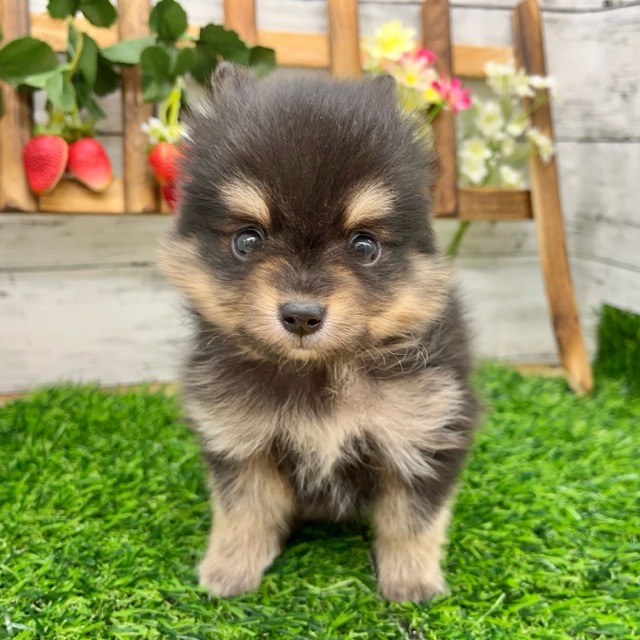 埼玉県のハーフ犬・ミックス犬 (かねだい所沢店/2025年4月25日生まれ/男の子/ブラックタン)の子犬の1枚目の画像