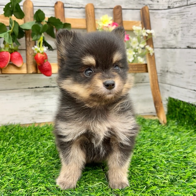 埼玉県のハーフ犬・ミックス犬 (かねだい所沢店/2025年4月25日生まれ/男の子/ブラックタン)の子犬の2枚目の画像