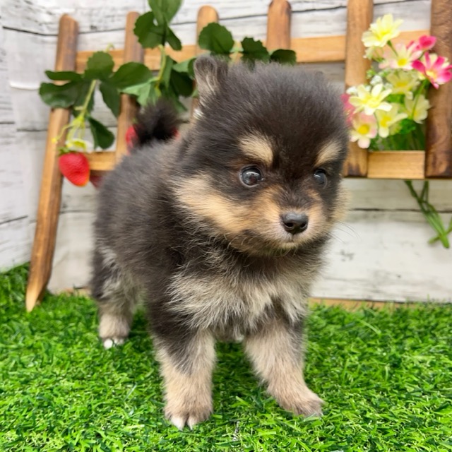 埼玉県のハーフ犬・ミックス犬 (かねだい所沢店/2025年4月25日生まれ/男の子/ブラックタン)の子犬の3枚目の画像