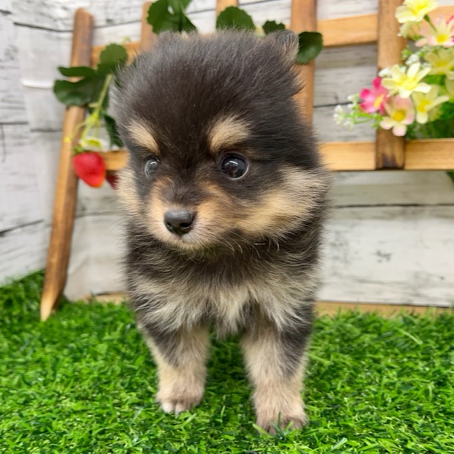 埼玉県のハーフ犬・ミックス犬 (かねだい所沢店/2025年4月25日生まれ/男の子/ブラックタン)の子犬の4枚目の画像