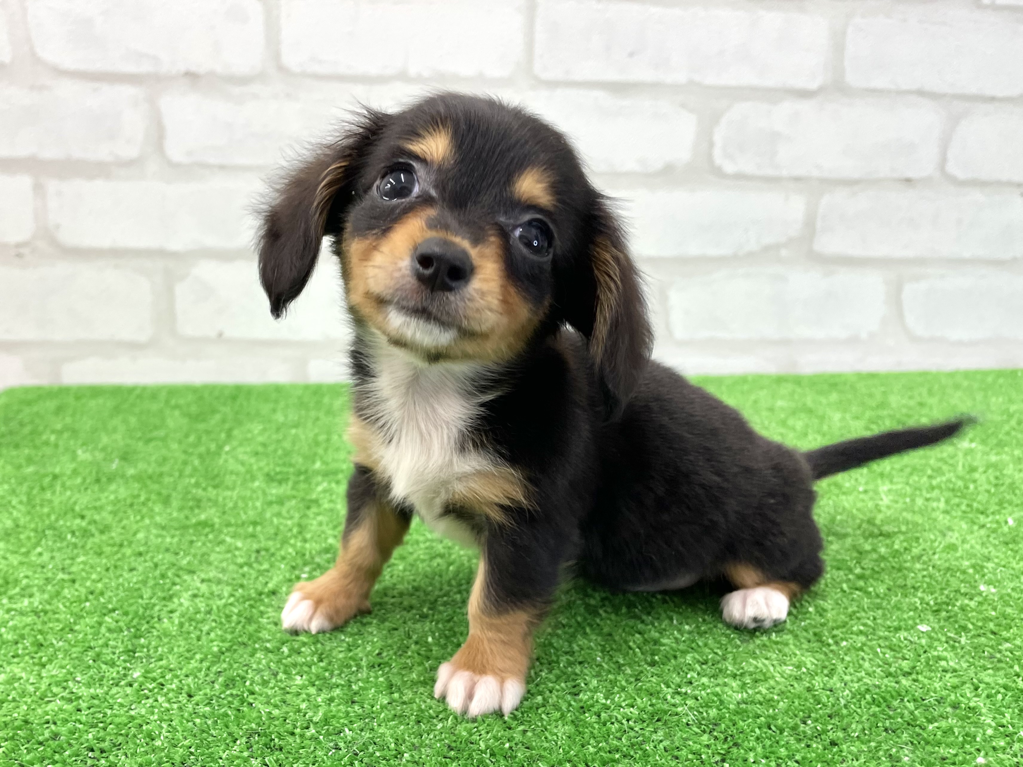 東京都のMIX犬　（父）ロングコートチワワ、（母）ミニチュアダックスフント (かねだい立川店/2025年5月2日生まれ/女の子/ブラックタンホワイト)の子犬