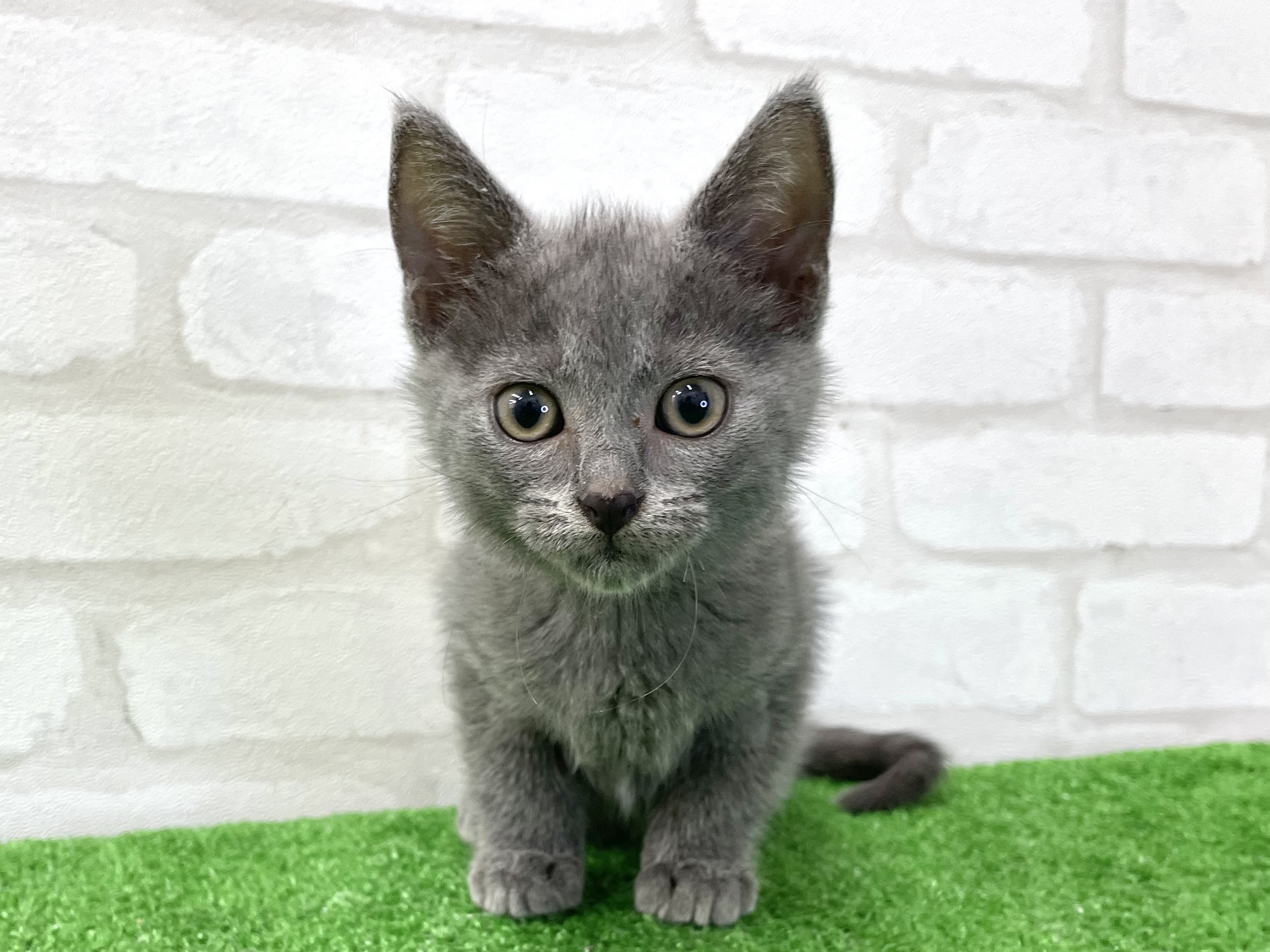 東京都のシャルトリュー (かねだい立川店/2025年4月29日生まれ/男の子/ブルー)の子猫