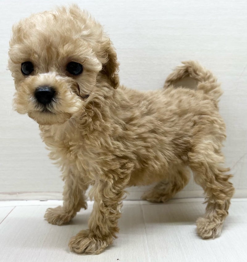 千葉県のハーフ犬・ミックス犬 (かねだい八千代店/2025年5月4日生まれ/女の子/その他色)の子犬の1枚目の画像