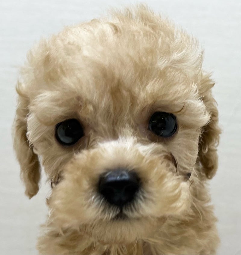 千葉県のハーフ犬・ミックス犬 (かねだい八千代店/2025年5月4日生まれ/女の子/その他色)の子犬の2枚目の画像